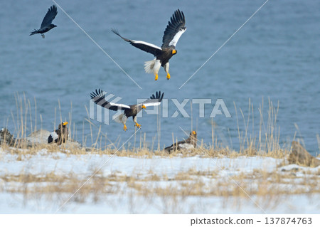 A Steller's sea eagle taking flight (Notsuke Peninsula, Hokkaido) A Steller's sea eagle taking flight (Notsuke Peninsula, Hokkaido) 137874763