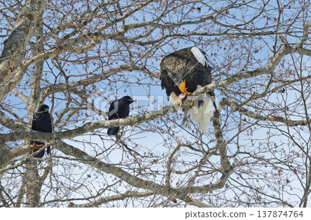 Steller's sea eagle eating fish (Shiretoko, Hokkaido) Steller's sea eagle eating fish (Shiretoko, Hokkaido) 137874764