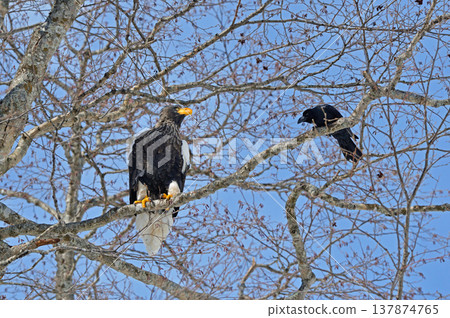 成年虎頭海鵰（北海道知床） 137874765
