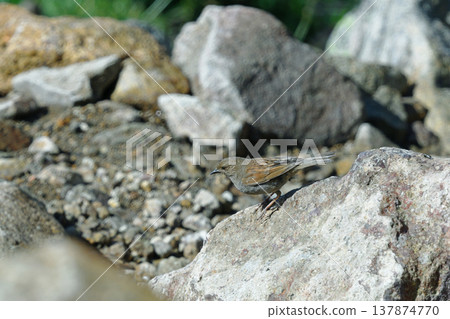 Japanese Accentor（北海道大雪山） 137874770