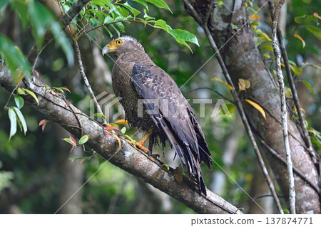 成年鳳頭鷹（沖繩縣石垣島） 137874771
