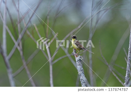 Male Yellow Bunting (Tsurui Village, Hokkaido) Male Yellow Bunting (Tsurui Village, Hokkaido) 137874787