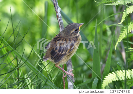 黃鷂幼鳥(北海道鶴井村) 黃鷂幼鳥(北海道鶴井村) 137874788