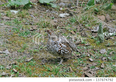 Female Ezo Rock Ptarmigan (Shikaoi Town, Hokkaido) 137874792