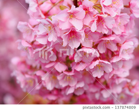 Scenery with Kawazu cherry blossoms Scenery with Kawazu cherry blossoms 137874809