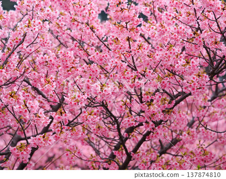 Scenery with Kawazu cherry blossoms Scenery with Kawazu cherry blossoms 137874810