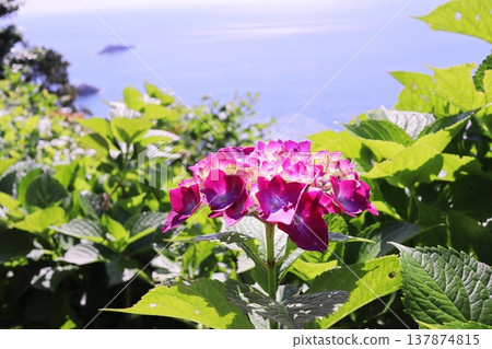 Blue sea and beautiful pink hydrangeas Blue sea and beautiful pink hydrangeas 137874815