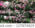 Pink roses are blooming in the rose garden. 137874829
