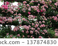 Pink roses are blooming in the rose garden. 137874830