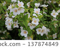 White buckwheat flower 137874849