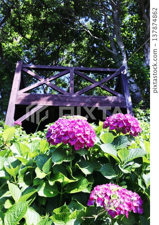 Observation deck amidst greenery and pink hydrangeas Observation deck amidst greenery and pink hydrangeas 137874862