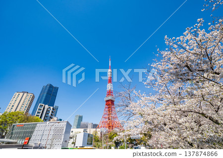 "Tokyo" Tokyo Tower and cherry blossoms in full bloom against a blue sky in Minato Ward 137874866