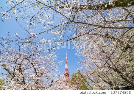 "Tokyo" Tokyo Tower and cherry blossoms in full bloom against a blue sky in Minato Ward "Tokyo" Tokyo Tower and cherry blossoms in full bloom against a blue sky in Minato Ward 137874868