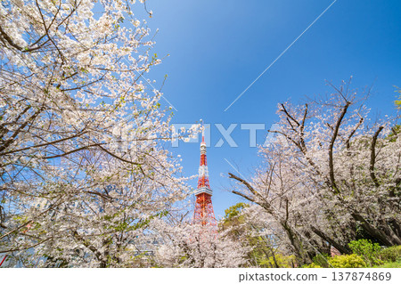 "Tokyo" Tokyo Tower and cherry blossoms in full bloom against a blue sky in Minato Ward "Tokyo" Tokyo Tower and cherry blossoms in full bloom against a blue sky in Minato Ward 137874869