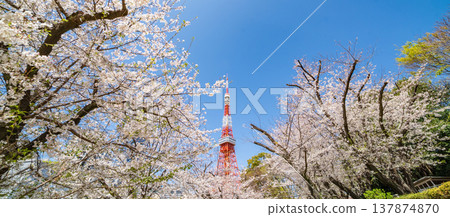 東京鐵塔和盛開的櫻花映襯著港區藍天,美不勝收。 東京鐵塔和盛開的櫻花映襯著港區藍天,美不勝收。 137874870
