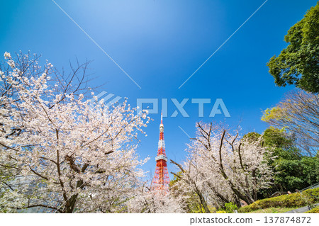 東京鐵塔和盛開的櫻花映襯著港區藍天，美不勝收。 137874872