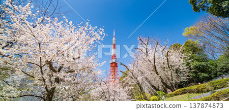 "Tokyo" Tokyo Tower and cherry blossoms in full bloom against a blue sky in Minato Ward "Tokyo" Tokyo Tower and cherry blossoms in full bloom against a blue sky in Minato Ward 137874873