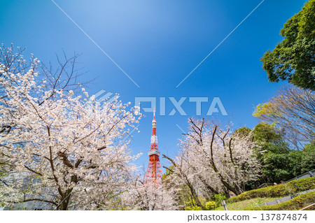 東京鐵塔和盛開的櫻花映襯著港區藍天，美不勝收。 137874874