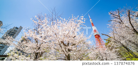 "Tokyo" Tokyo Tower and cherry blossoms in full bloom against a blue sky in Minato Ward 137874876