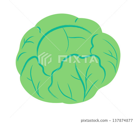 Cabbage Whole Head Cartoon Style 137874877