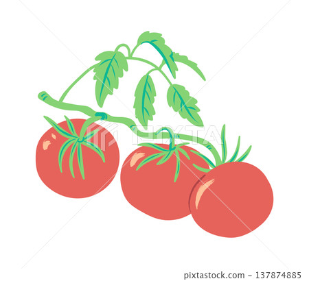 Tomato Cluster On Vine Cartoon Tomato Cluster On Vine Cartoon 137874885