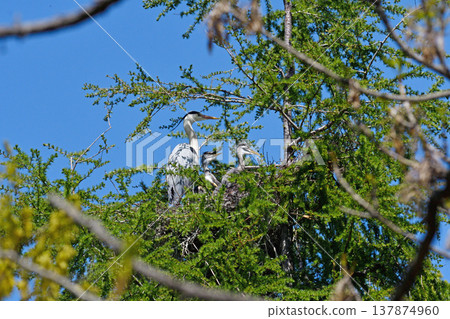 Grey heron raising its young (Koshimizu Town, Hokkaido) Grey heron raising its young (Koshimizu Town, Hokkaido) 137874960
