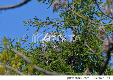 Grey heron raising its young (Koshimizu Town, Hokkaido) 137874961