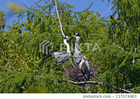 Gray Heron's Nest (Koshimizu Town, Hokkaido) Gray Heron's Nest (Koshimizu Town, Hokkaido) 137874963