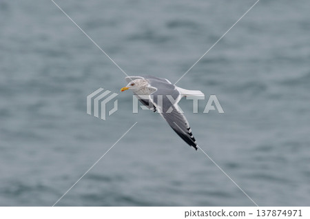 Black-backed gulls in flight (Notsuke Peninsula, Hokkaido) Black-backed gulls in flight (Notsuke Peninsula, Hokkaido) 137874971