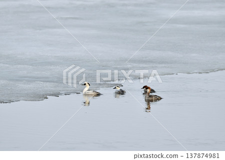 Smew swimming in a frozen lake (Koshimizu Town, Hokkaido) Smew swimming in a frozen lake (Koshimizu Town, Hokkaido) 137874981