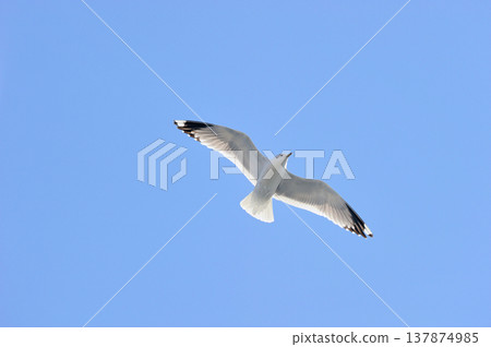 Flight of seagulls (Shiretoko, Hokkaido) Flight of seagulls (Shiretoko, Hokkaido) 137874985