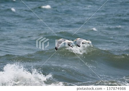 Seagulls in flight (Notsuke Peninsula, Hokkaido) 137874986