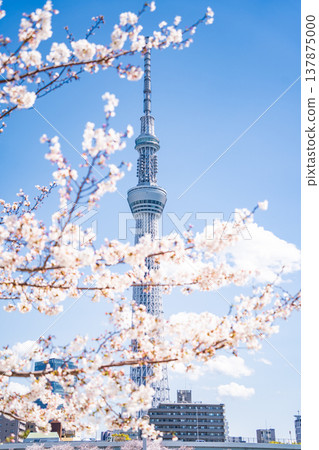 在東京墨田區，墨田公園和東京晴空塔的櫻花在藍天的襯托下格外醒目。 137875000