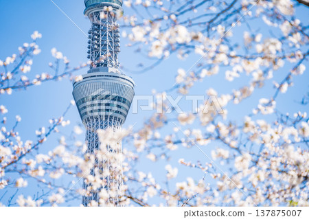 在東京墨田區,墨田公園和東京晴空塔的櫻花在藍天的襯托下格外醒目。 在東京墨田區,墨田公園和東京晴空塔的櫻花在藍天的襯托下格外醒目。 137875007