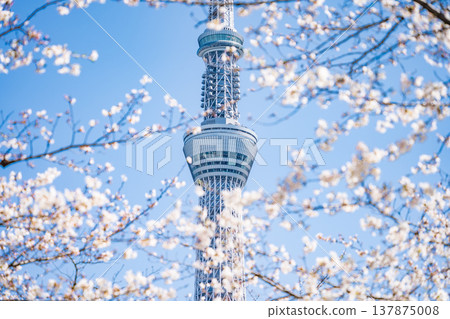 在東京墨田區，墨田公園和東京晴空塔的櫻花在藍天的襯托下格外醒目。 137875008