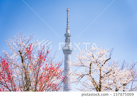"Tokyo" Cherry blossoms in Sumida Park and Tokyo Skytree stand out against the blue sky in Sumida Ward, Tokyo. "Tokyo" Cherry blossoms in Sumida Park and Tokyo Skytree stand out against the blue sky in Sumida Ward, Tokyo. 137875009