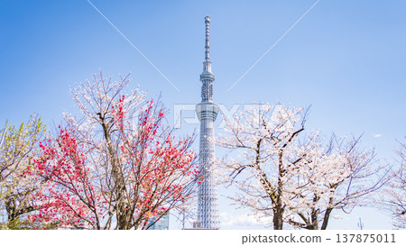 在東京墨田區,墨田公園和東京晴空塔的櫻花在藍天的襯托下格外醒目。 在東京墨田區,墨田公園和東京晴空塔的櫻花在藍天的襯托下格外醒目。 137875011