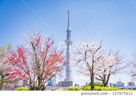 在東京墨田區,墨田公園和東京晴空塔的櫻花在藍天的襯托下格外醒目。 在東京墨田區,墨田公園和東京晴空塔的櫻花在藍天的襯托下格外醒目。 137875012