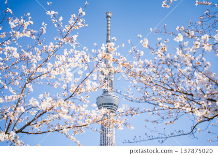 "Tokyo" Cherry blossoms in Sumida Park and Tokyo Skytree stand out against the blue sky in Sumida Ward, Tokyo. "Tokyo" Cherry blossoms in Sumida Park and Tokyo Skytree stand out against the blue sky in Sumida Ward, Tokyo. 137875020