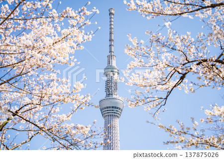 "Tokyo" Cherry blossoms in Sumida Park and Tokyo Skytree stand out against the blue sky in Sumida Ward, Tokyo. "Tokyo" Cherry blossoms in Sumida Park and Tokyo Skytree stand out against the blue sky in Sumida Ward, Tokyo. 137875026
