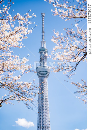 "Tokyo" Cherry blossoms in Sumida Park and Tokyo Skytree stand out against the blue sky in Sumida Ward, Tokyo. "Tokyo" Cherry blossoms in Sumida Park and Tokyo Skytree stand out against the blue sky in Sumida Ward, Tokyo. 137875027