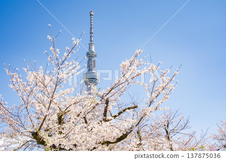 "Tokyo" Cherry blossoms in Sumida Park and Tokyo Skytree stand out against the blue sky in Sumida Ward, Tokyo. "Tokyo" Cherry blossoms in Sumida Park and Tokyo Skytree stand out against the blue sky in Sumida Ward, Tokyo. 137875036