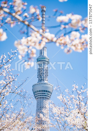 "Tokyo" Cherry blossoms in Sumida Park and Tokyo Skytree stand out against the blue sky in Sumida Ward, Tokyo. 137875047
