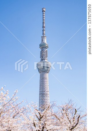 在東京墨田區，墨田公園和東京晴空塔的櫻花在藍天的襯托下格外醒目。 137875050