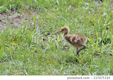 丹頂鶴幼鳥(北海道釧路市) 丹頂鶴幼鳥(北海道釧路市) 137875193