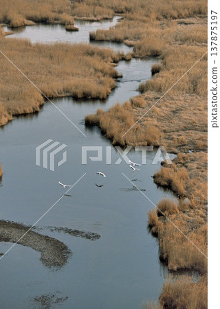 一群丹頂鶴飛越濕地(北海道柴茶町) 一群丹頂鶴飛越濕地(北海道柴茶町) 137875197