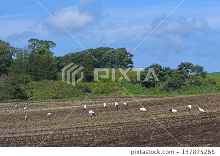 Japanese cranes flocking in a field (Tsurui Village, Hokkaido) Japanese cranes flocking in a field (Tsurui Village, Hokkaido) 137875268