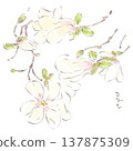 Watercolor illustration of a white magnolia, a spring flower. 137875309