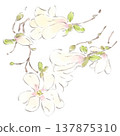 Watercolor illustration of a white magnolia, a spring flower. 137875310