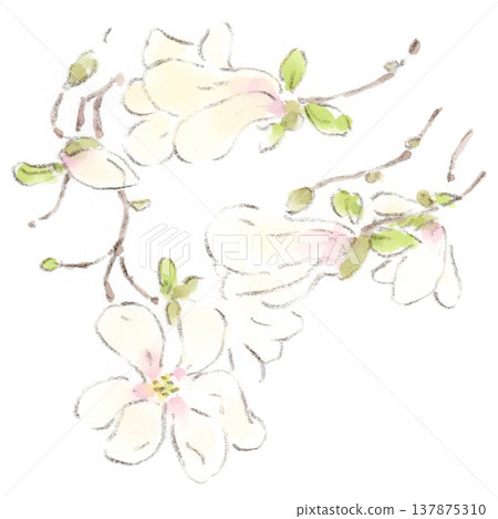 一幅白色玉蘭花的水彩插圖,玉蘭花是春天的花朵。 一幅白色玉蘭花的水彩插圖,玉蘭花是春天的花朵。 137875310